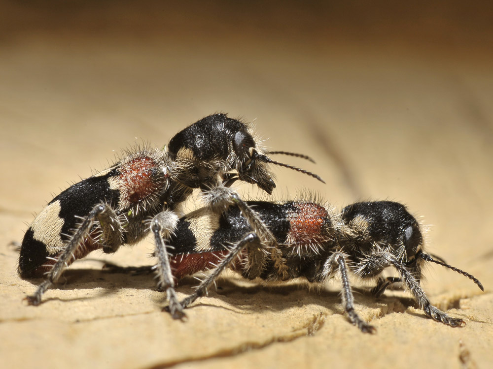 Clerus mutillarius